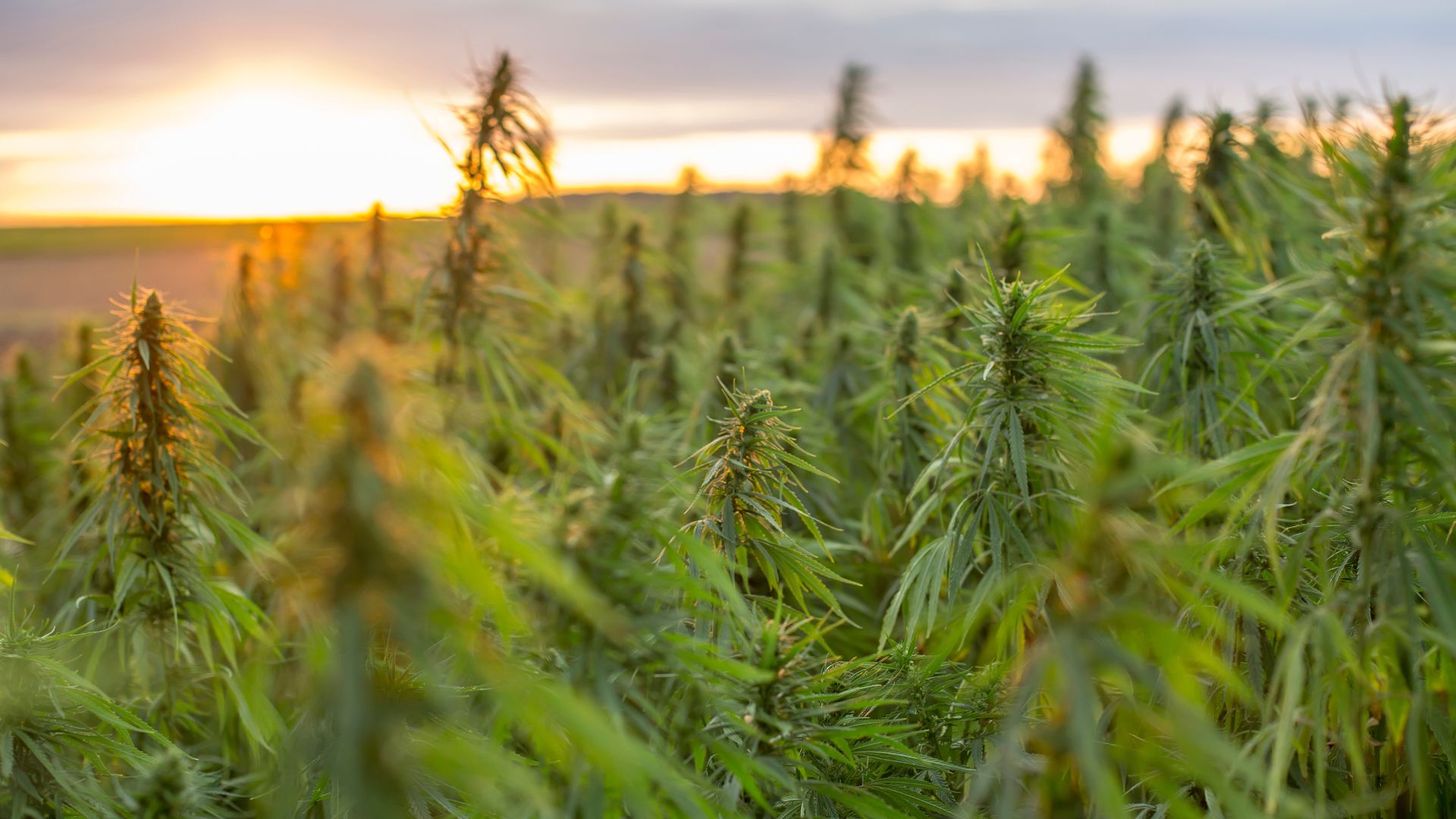 La Guardia di Finanza scopre piantagioni di Marijuana in Puglia